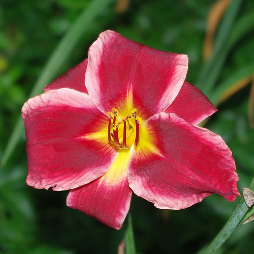 Hemerocallis Comic Strip